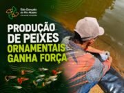 Produção de peixes ornamentais fortalece agronegócio em São Gonçalo do Rio Abaixo