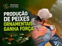 Produção de peixes ornamentais fortalece agronegócio em São Gonçalo do Rio Abaixo